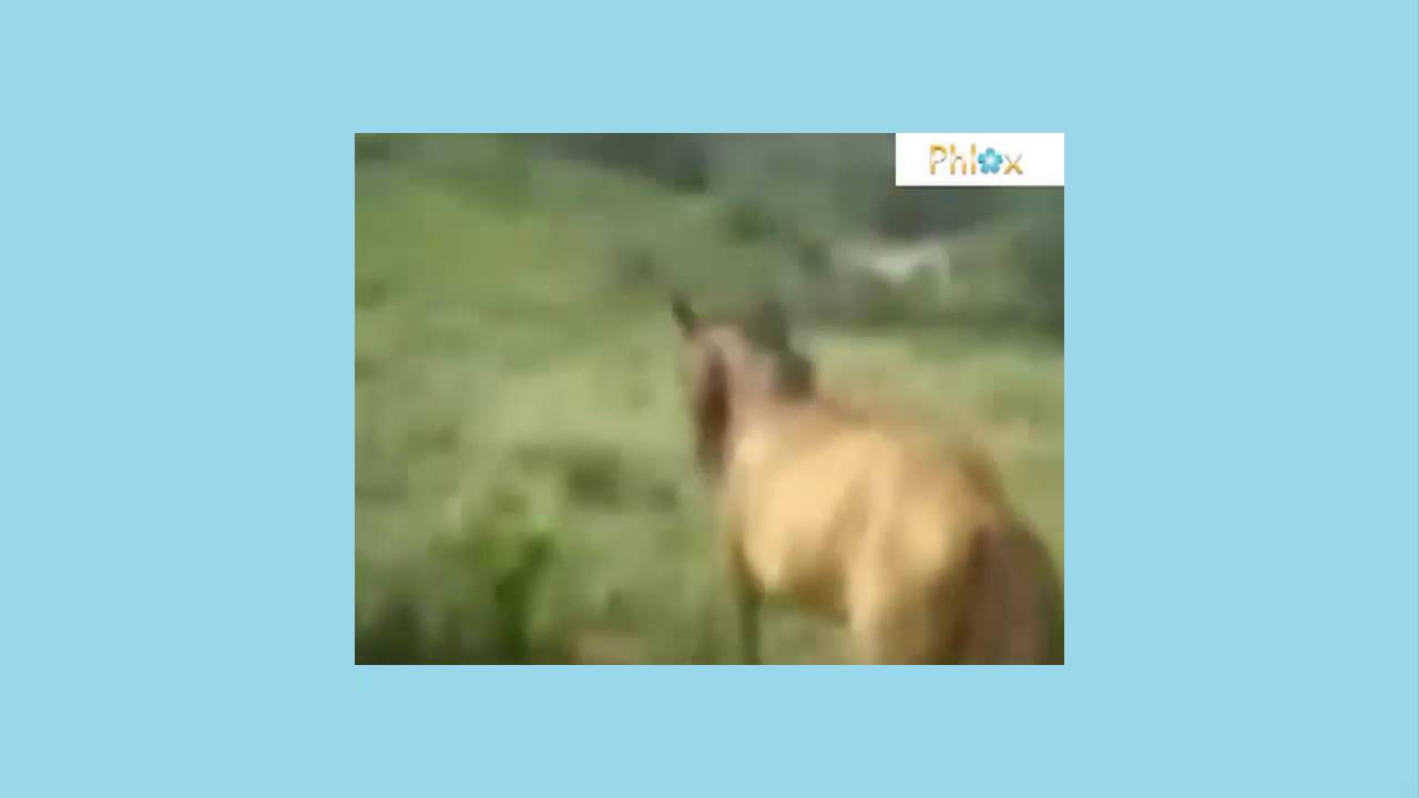 Ghost caught on tape on a ranch in india