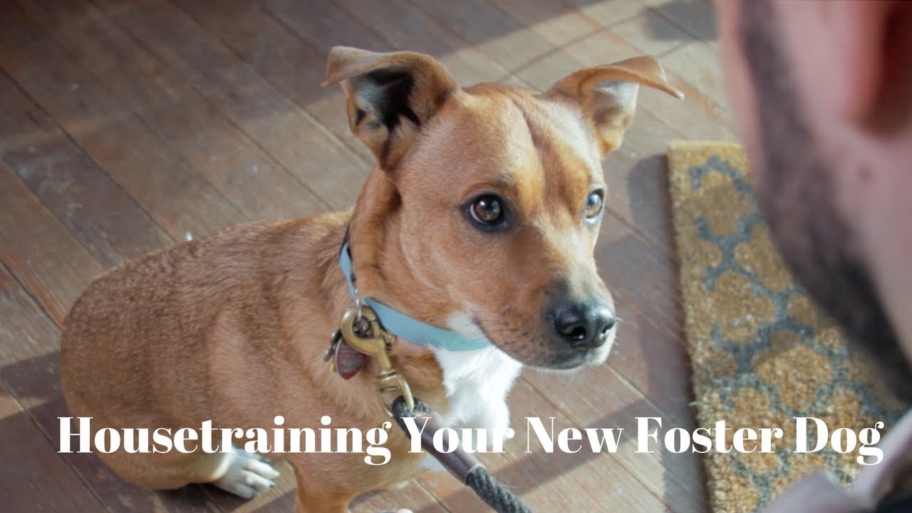 Housetraining Your New Foster Dog