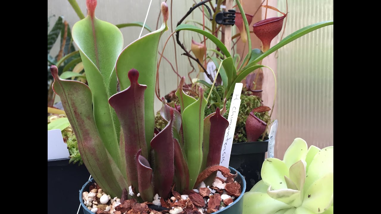 TROPICAL CARNIVOROUS PLANT SPRINGTIME TOUR: NEPENTHES HELIAMPHORA SUNDEWS BUTTERWORTS CEPHALOTUS