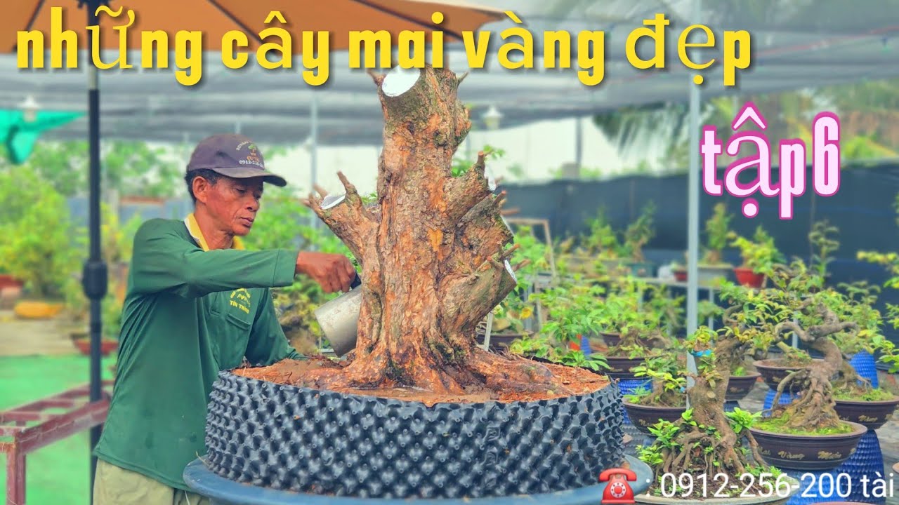 Tập 6 Những cây mai vàng đẹp | mai vàng miền nam | ngày 10/3/2026