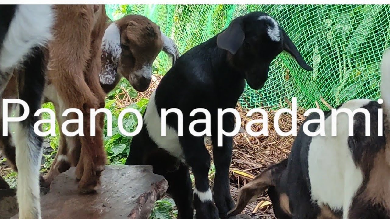 Limang Kambing lang ang puhunan