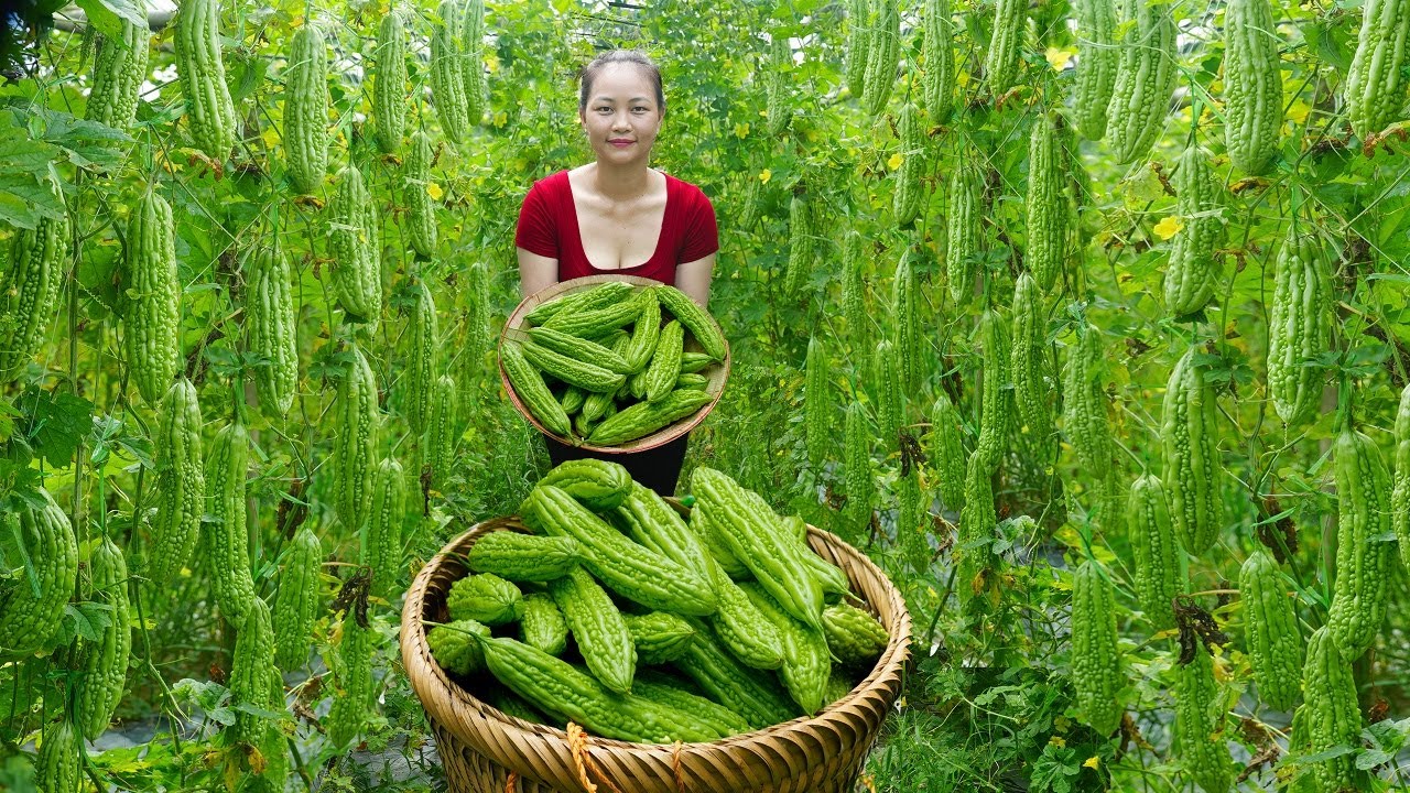 Harvest Bitter Gourd, go to Countryside market sell - Cook Bitter gourd according to country recipe