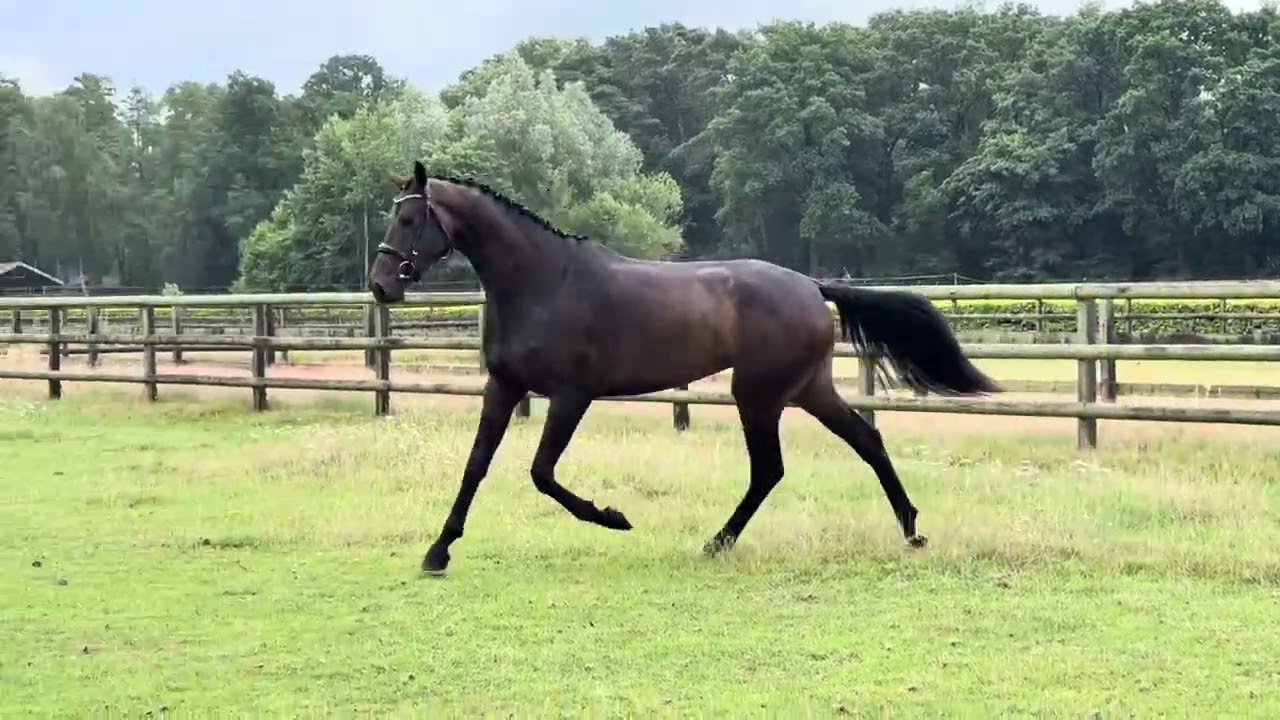 Senoraline 3 yr old mare 