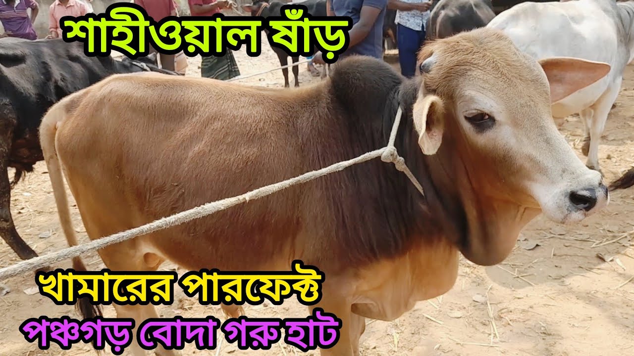 পঞ্চগড় বোদা গরুর হাট আজকের সেরা কালেকশন শাহীওয়াল ষাঁড়। Sahiwal cow । 