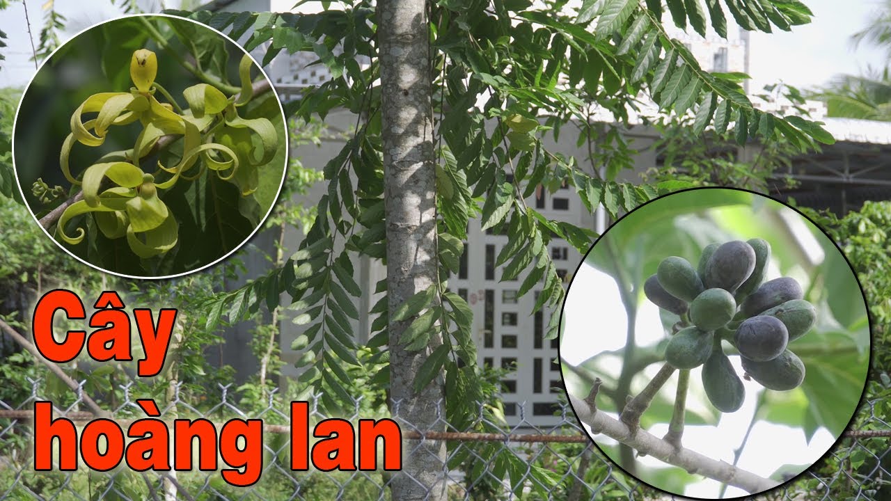 Cây hoàng lan trồng phong thủy và làm dược liệu