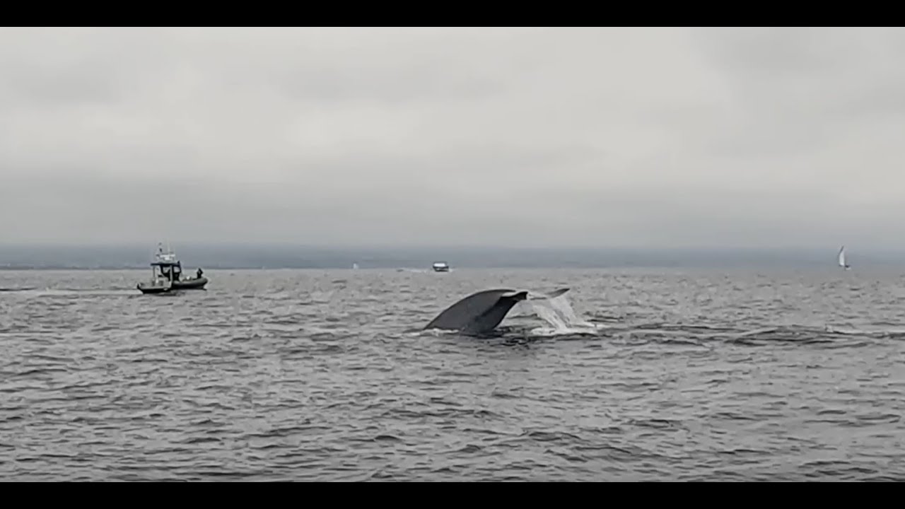 Blue Whale with fluke