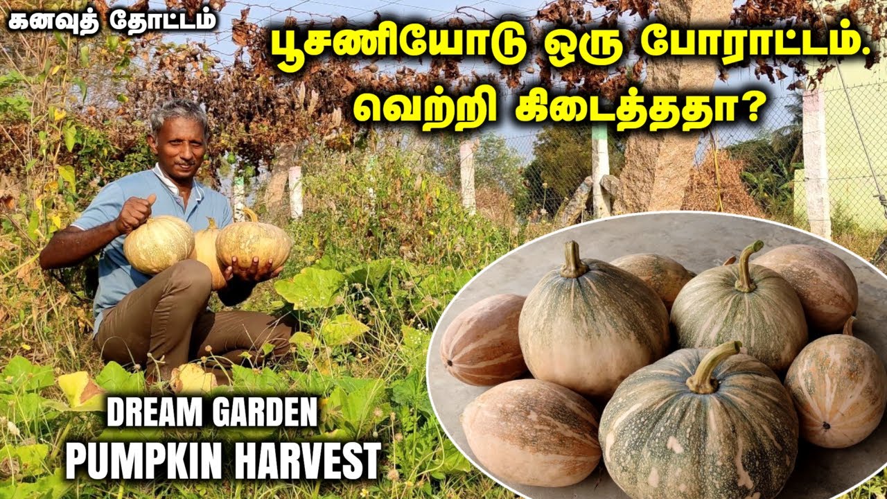 பூசணியோடு ஒரு போராட்டம். வெற்றி கிடைத்ததா? | ஒரு அறுவடையில் கற்றுக்கொள்ள இவ்வளவு விசயங்களா?