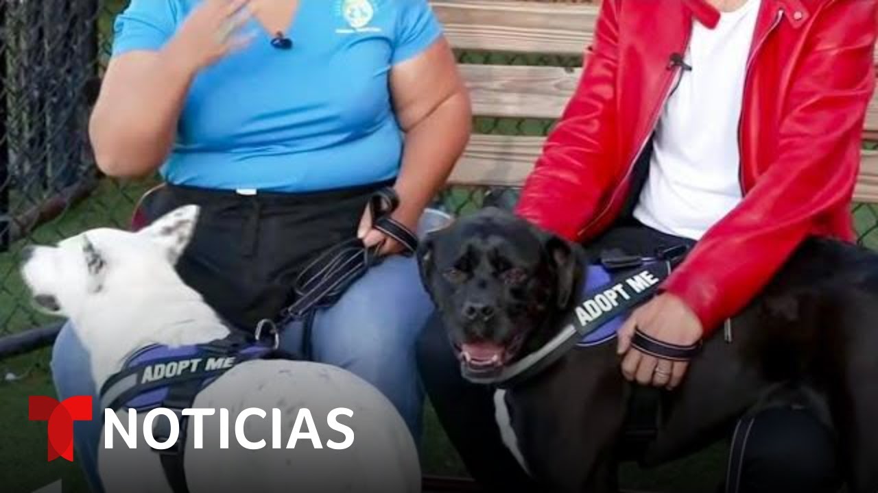 Estos son los beneficios de adoptar un perro mestizo adulto | Noticias Telemundo