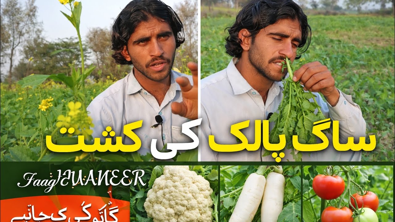 How to Grow Spinach & Mustard in Village Fields | Organic Farming