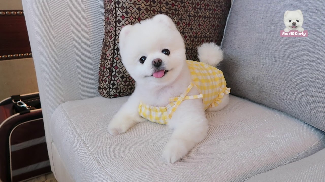 달리, 일등석 타고 뉴욕에 가다!