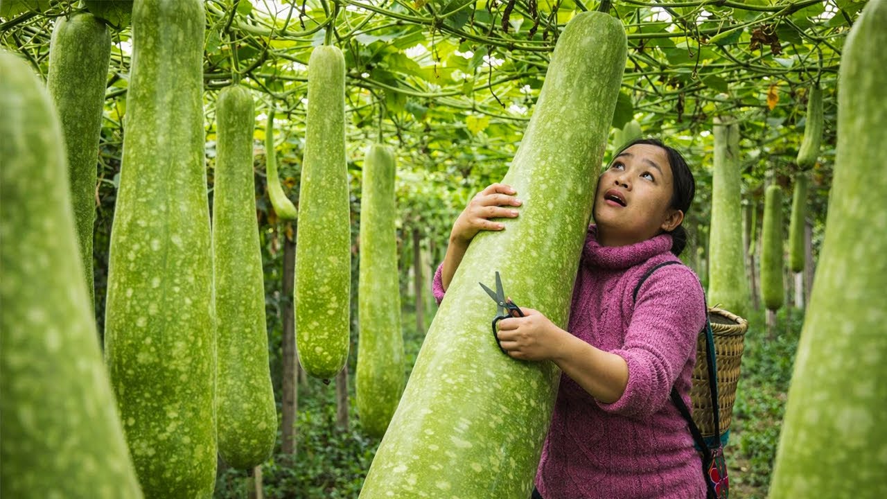 I Thought This Was a Normal Gourd Garden… I Was Very Wrong