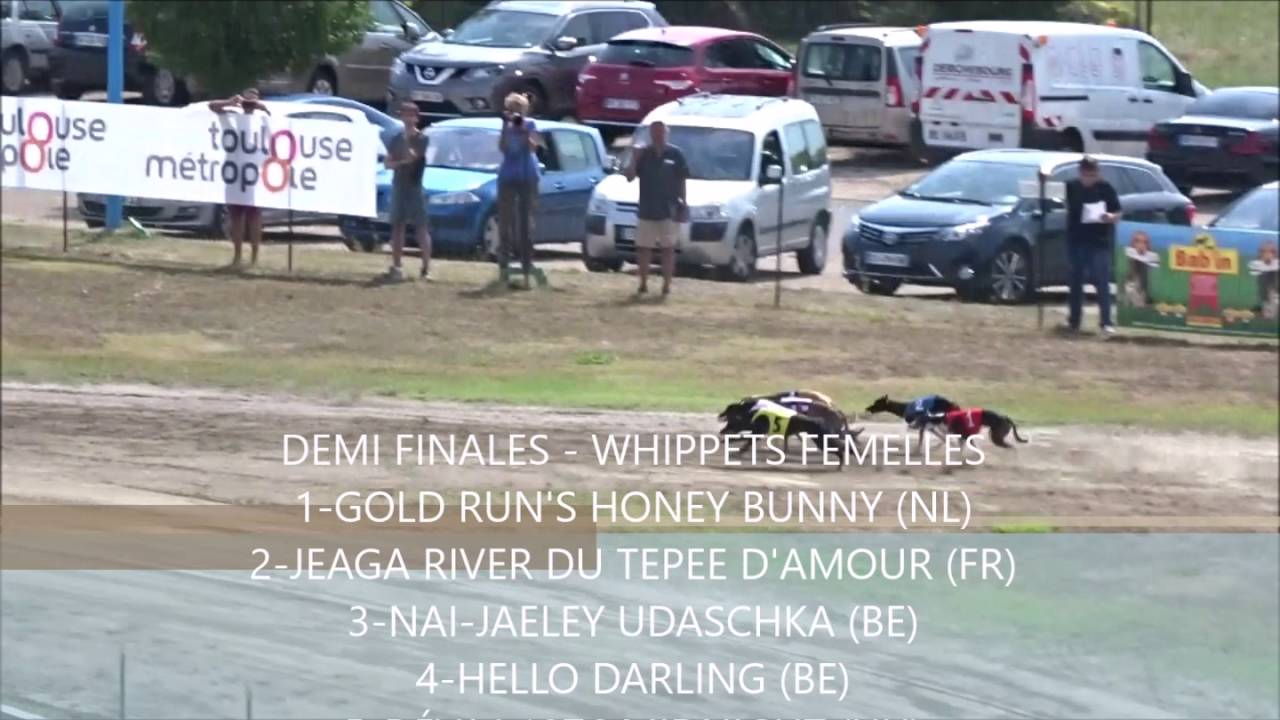 Championnat Du Monde de Course de Lévriers