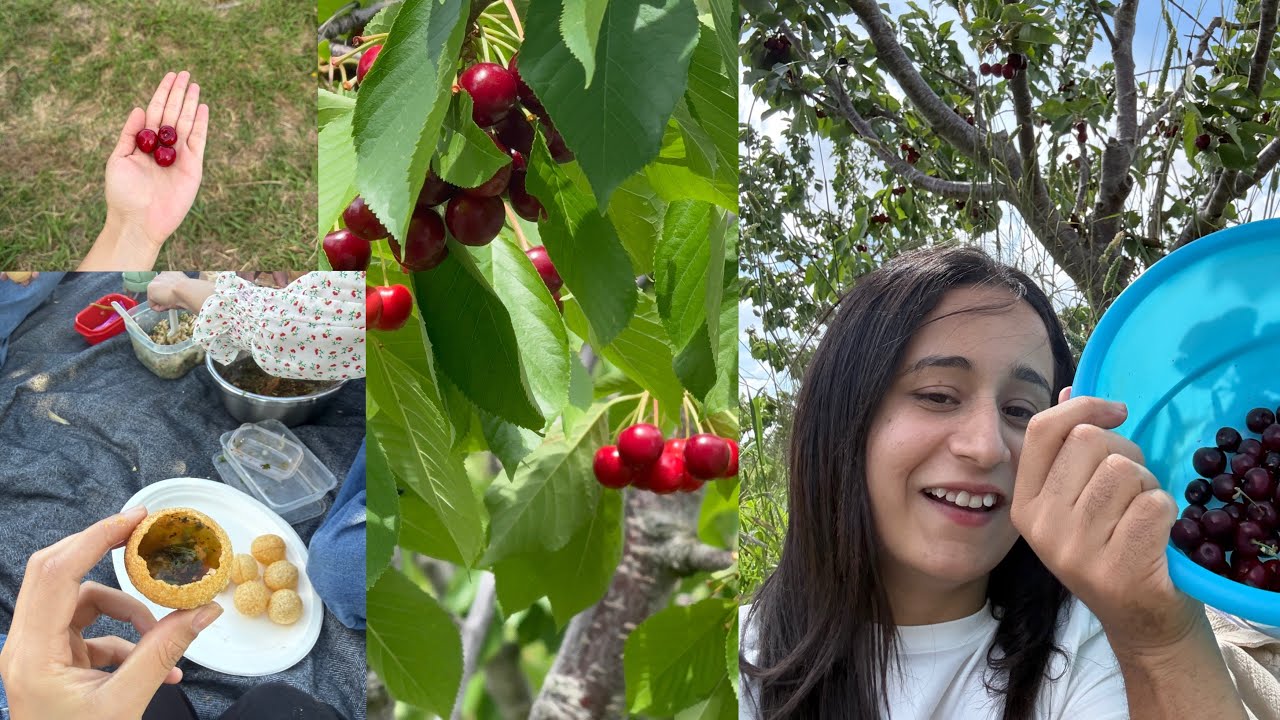 Cherry Picking | Canberra Australia 