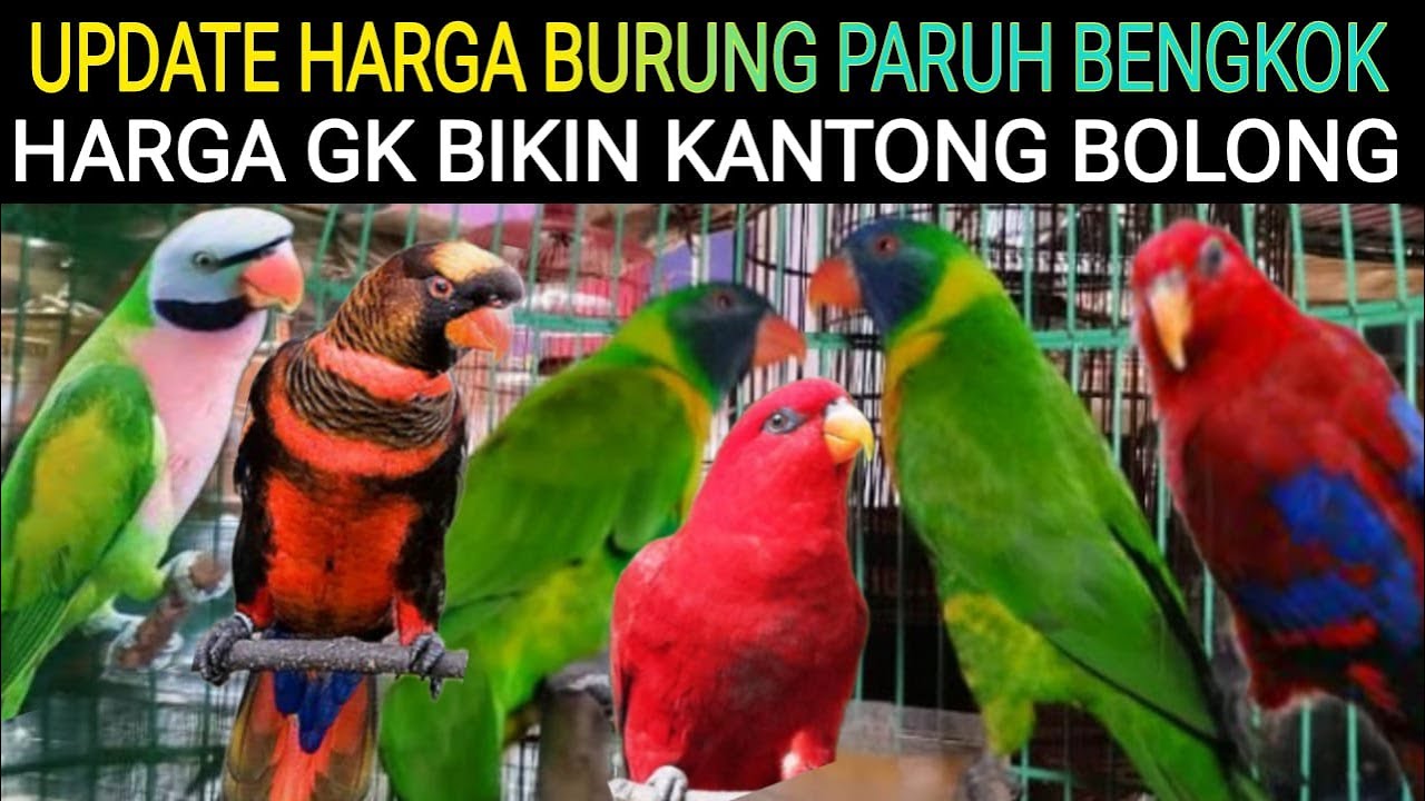 ✅UPDATE HARGA BURUNG PARUH BENGKOK TERBARU 2025 DI PASAR BURUNG PRAMUKA HARI INI