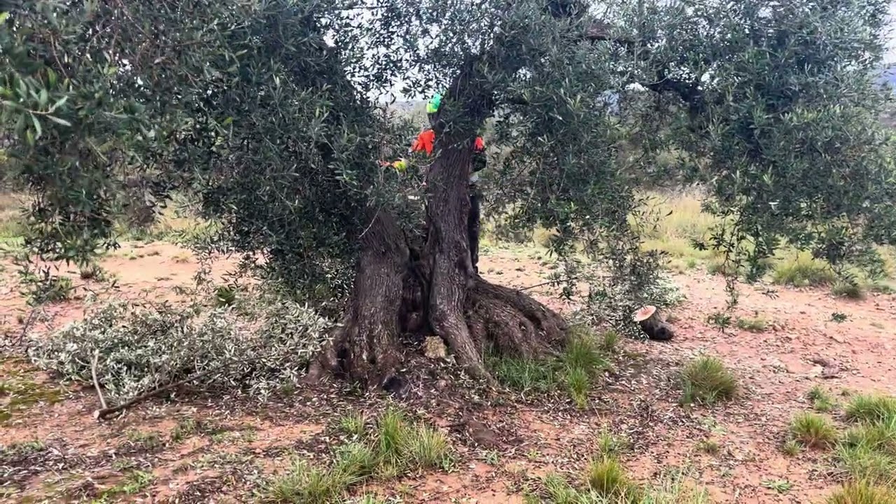 Poda olivo 🪚🌳 Jaén, variedad FARGA en Castellón 👵🏻💚