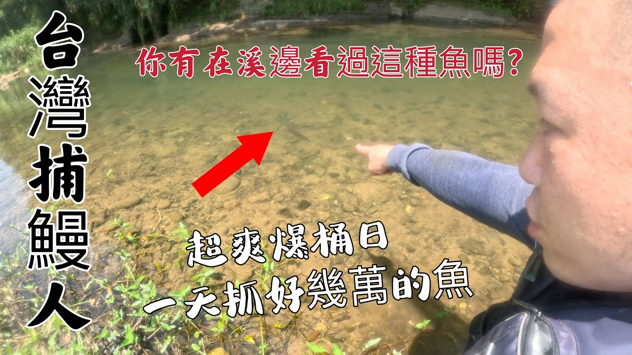 你有在溪邊看過這種魚嗎？超低機率百年難得一見！！第一次直接在岸邊看到！￼爆桶日好爽啊！有需要鰻魚請聯絡阿志