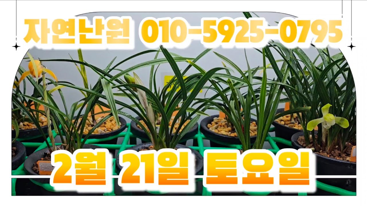 [2월 21일] 홍옥, 주금화, 살구, 녹운, 색소심, 주대봉, 연정, 화성, 만홍, 옹달샘, 1+1개체해서 총 12개체입니다♡