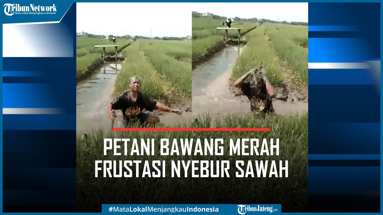 Viral Petani Bawang Merah Demak Frustasi Nyebur Sawah Karena Harga Anjlok
