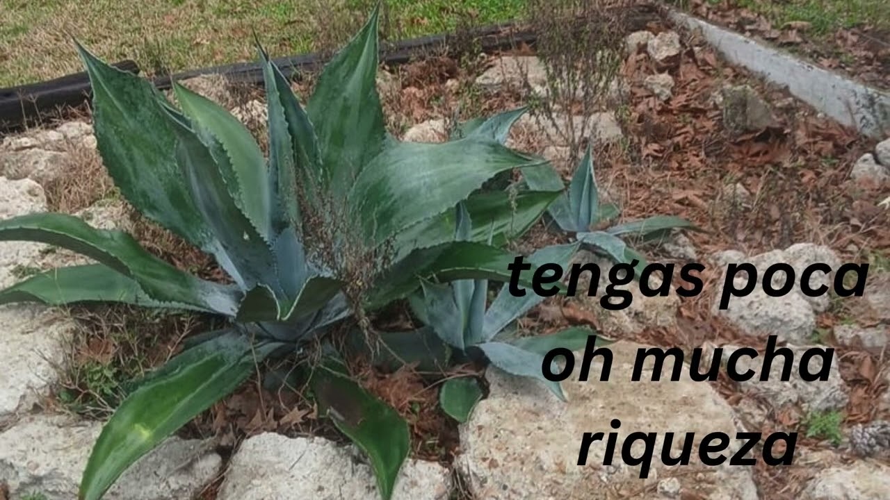Mi Guitarra Y Yo