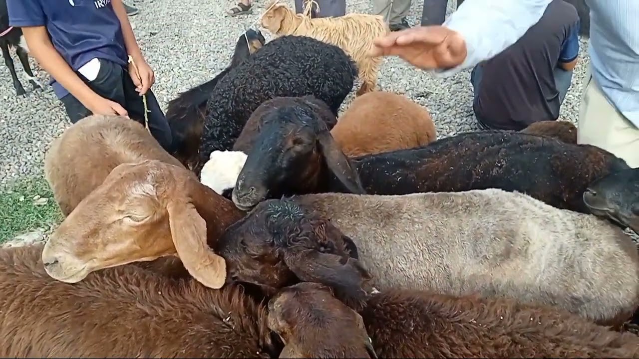 Молбозори Султонобод   р. Рудаки