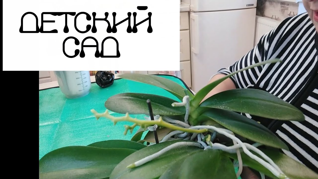 История про многодетную 
