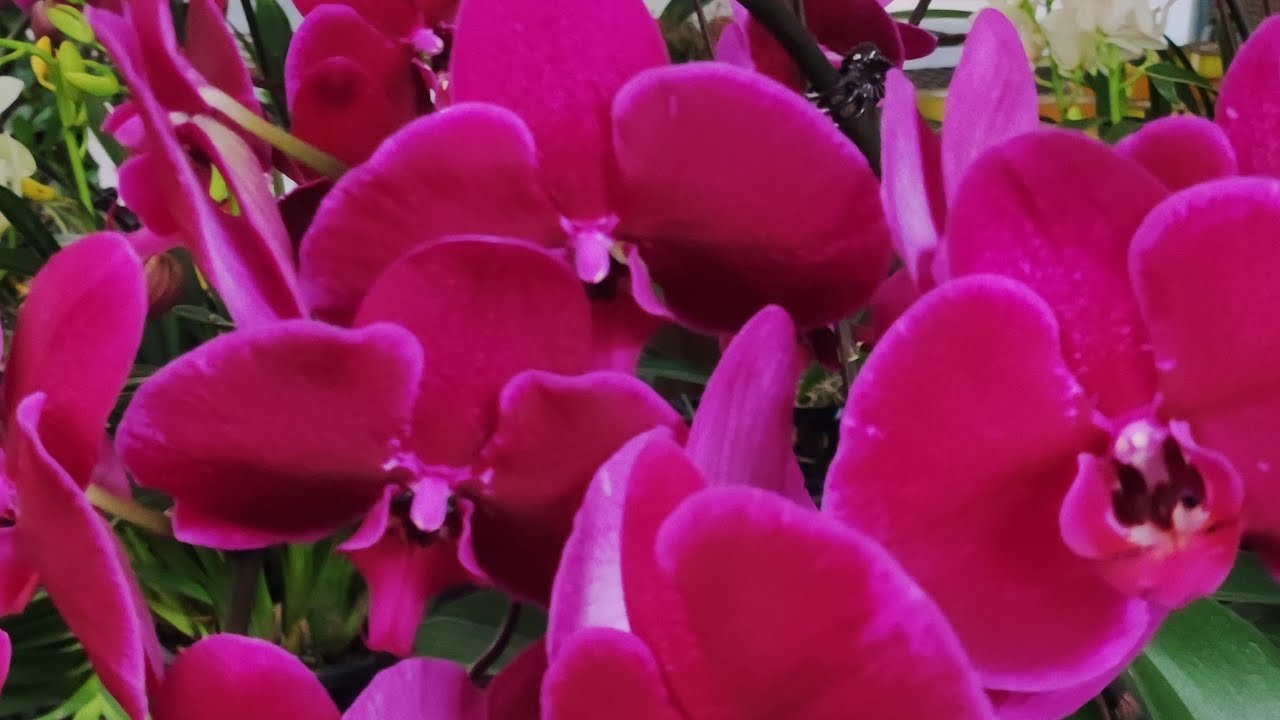 Cây và hạt giống Berry đang phát trực tiếp!
