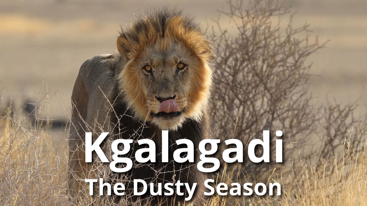 Kgalagadi - the Dusty Season [Episode 2]
