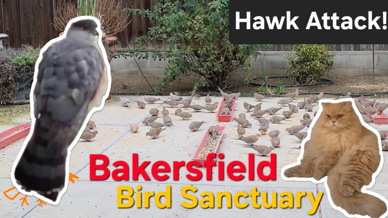 Hawk attacks the flock at the Sanctuary.