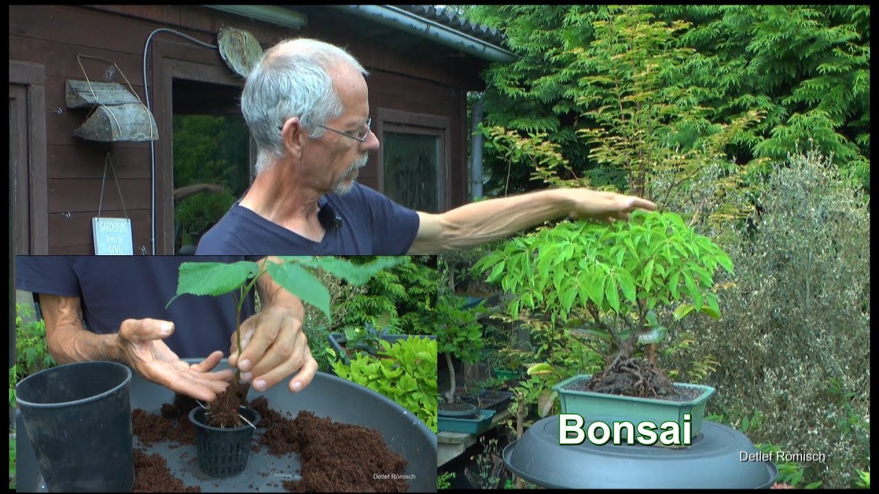 Bonsai Anfang Juni und es gibt immer etwas zu machen an den Bäumchen. Auch Neues geht jetzt noch