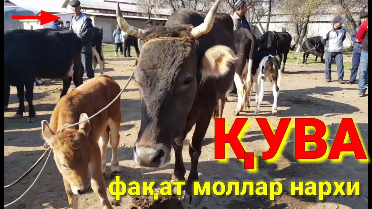 ҚУВА МОЛ БОЗОРИ НАРХЛАРИ 1-ҚИСМ