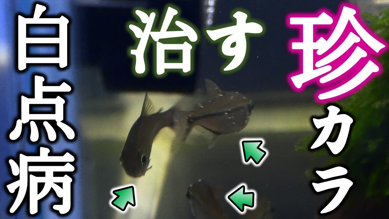 珍カラ達が白点病になったので、グリーンFクリアーで治るのか検証してみた。ネタバレ注意！【ふぶきテトラ】