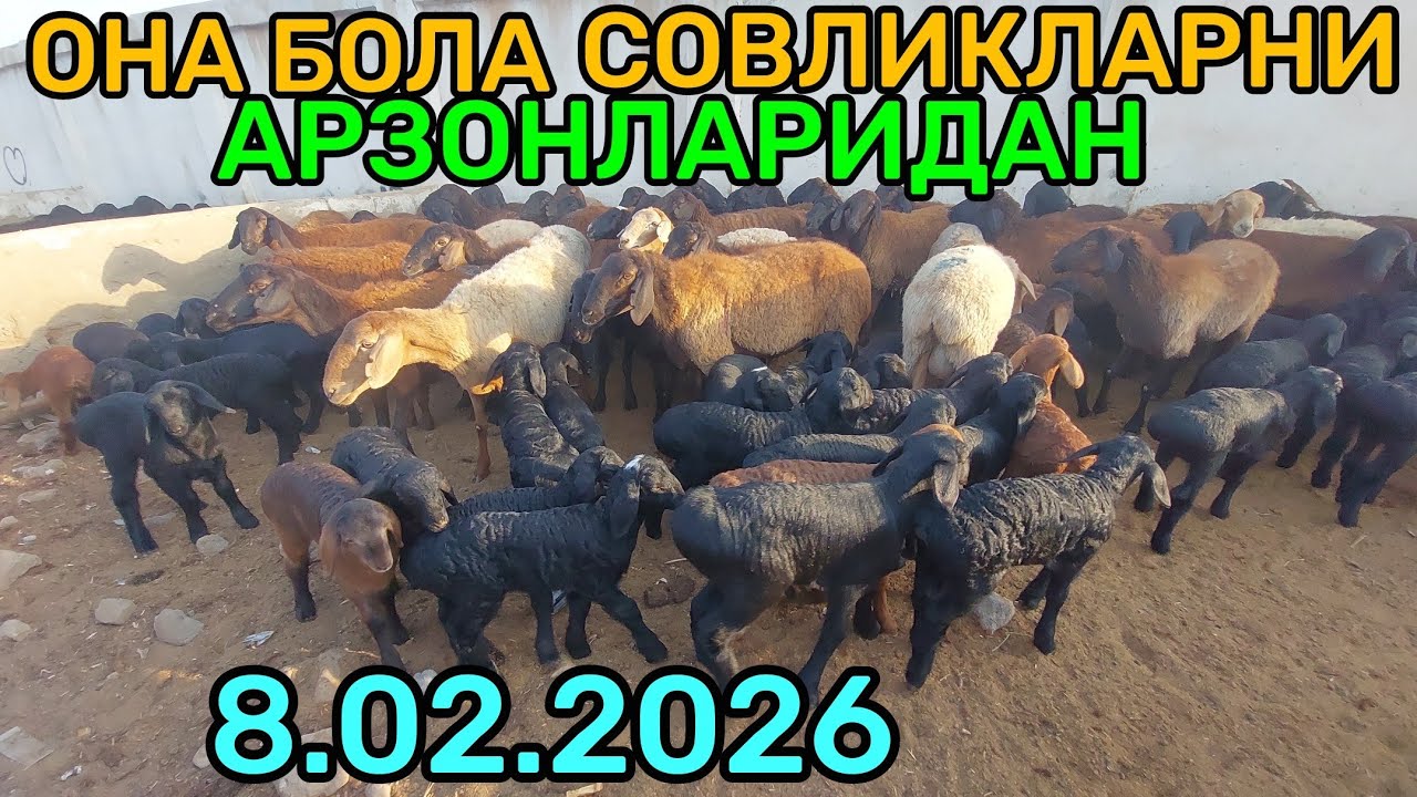 8.02.2026 ОНА БОЛА СОВЛИК КУЙЛАРНИ АРЗОНЛАРИДАН КАРШИ КАРВОН МОЛ БОЗОРИДА 