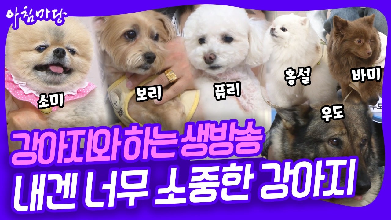 강아지와 함께하는 생방송 '멍'불허전! 우리집 댕댕이를 소개합니다~ [아침마당] KBS 260323 방송