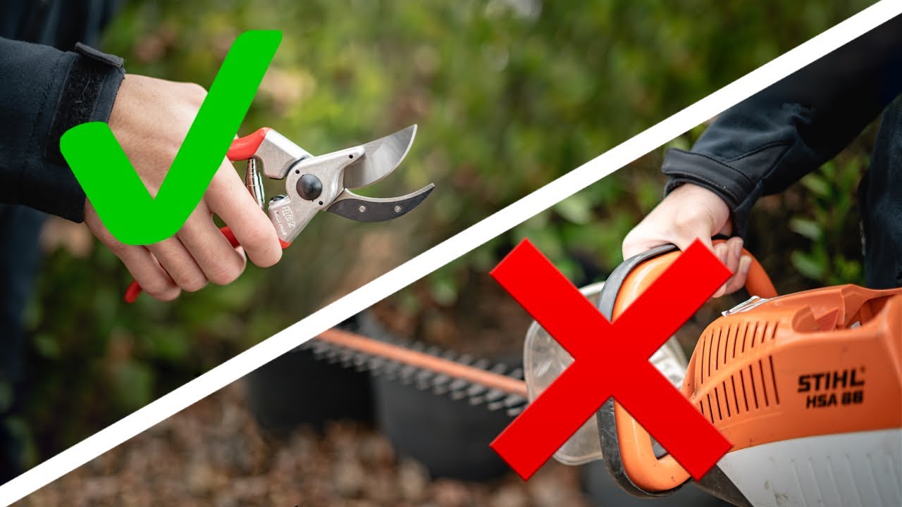 How to Hand Prune Your Shrubs // It's Faster, Cheaper, and Healthier than using  a Hedge Trimmer!