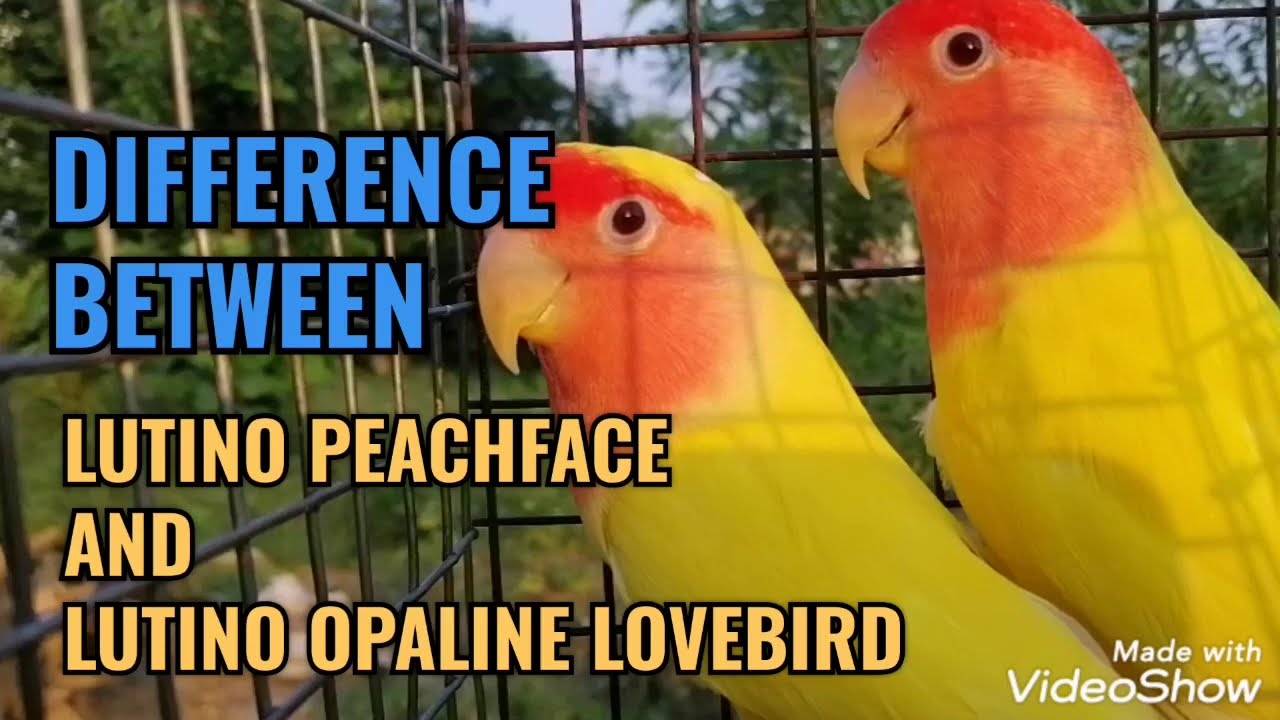 Difference between Lutino peachface and redhood Lutino opaline African Lovebirds.