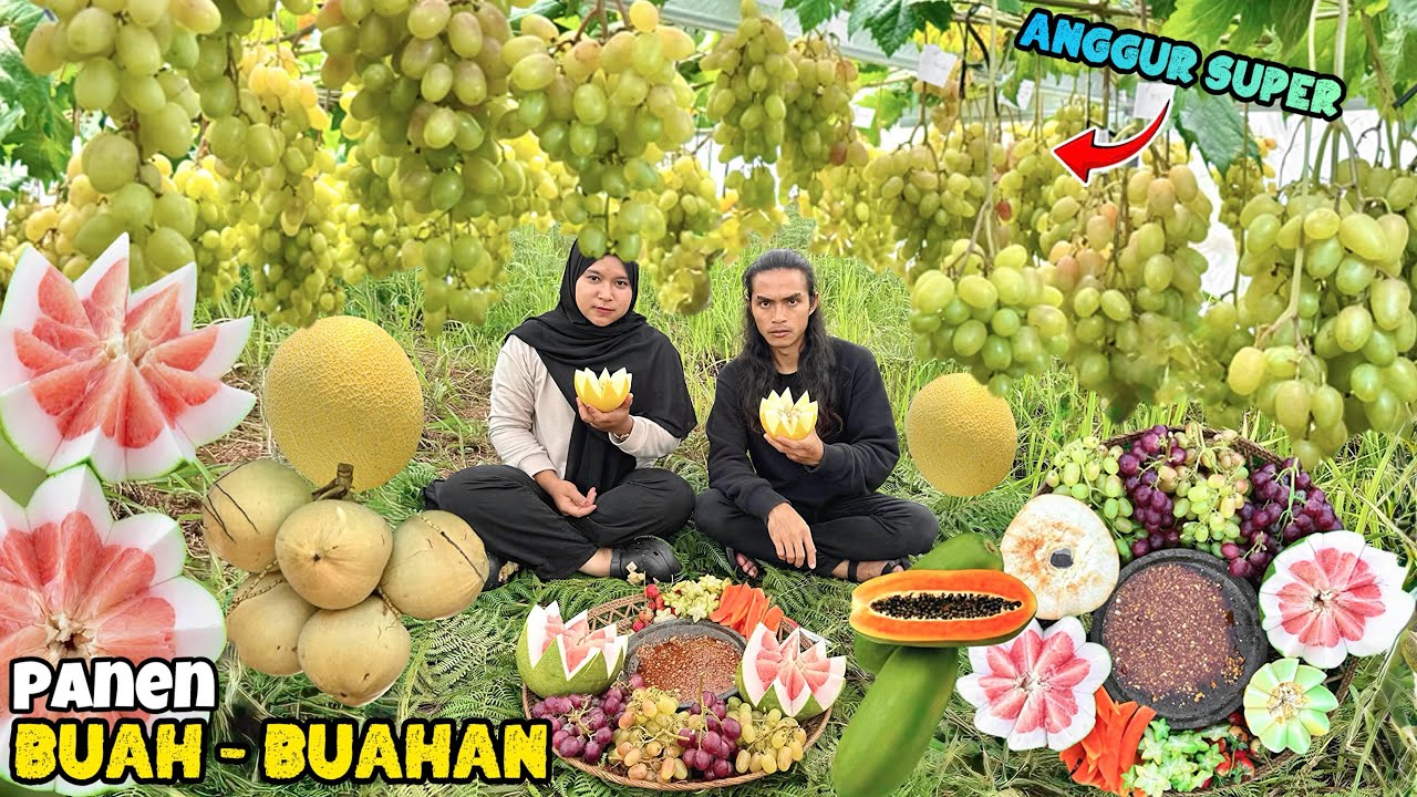 Panen buah-buahan dikebun | Rujak buah komplit