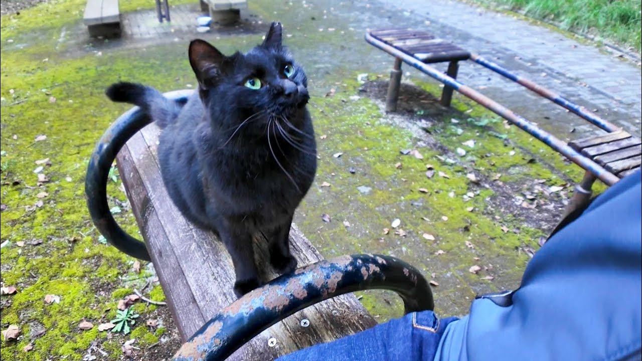 山の中のハイキングコースで出会った黒猫ちゃんは人懐こくてカワイイ