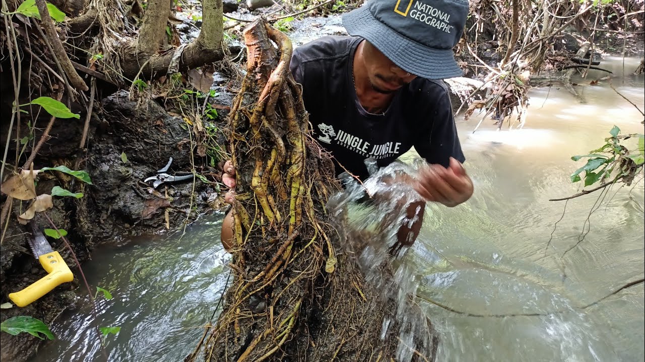 Berburu akar waru untuk bonsai