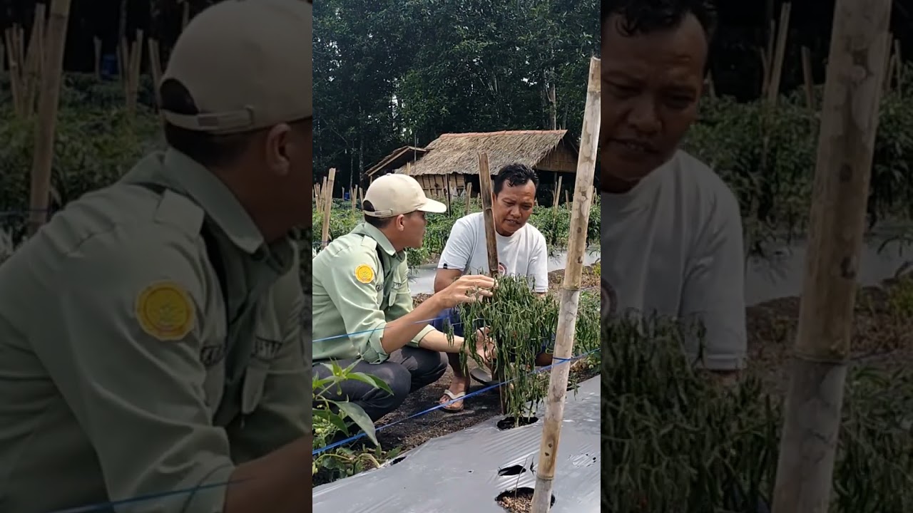 VARIETAS CABAI YANG TAHAN TERHADAP SERANGAN LAYU FUSARIUM 
