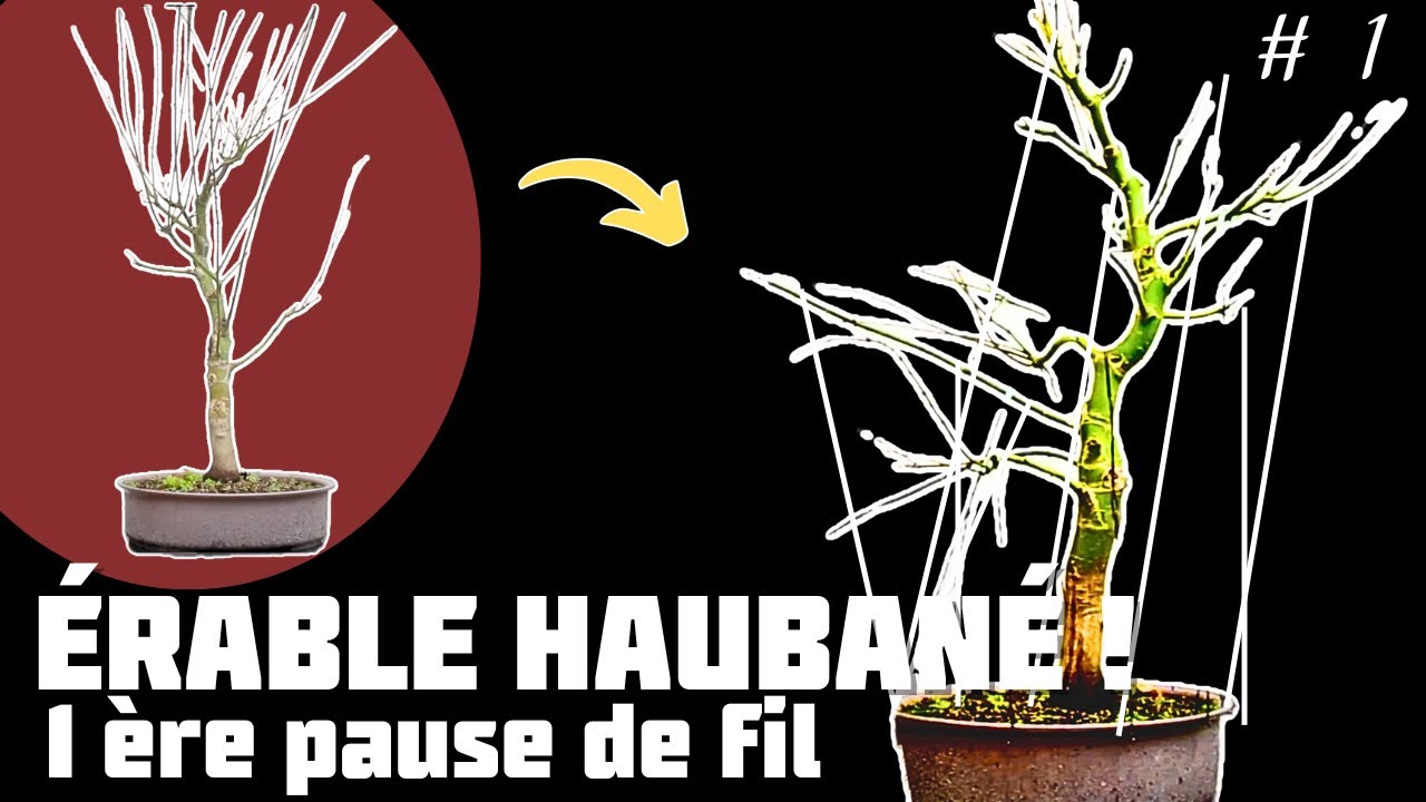 Faire un Bonsaï avec un Érable en utilisant la Technique de Haubanage. Épisode 1 🌱 NEJIKAN BONSAI 🌱