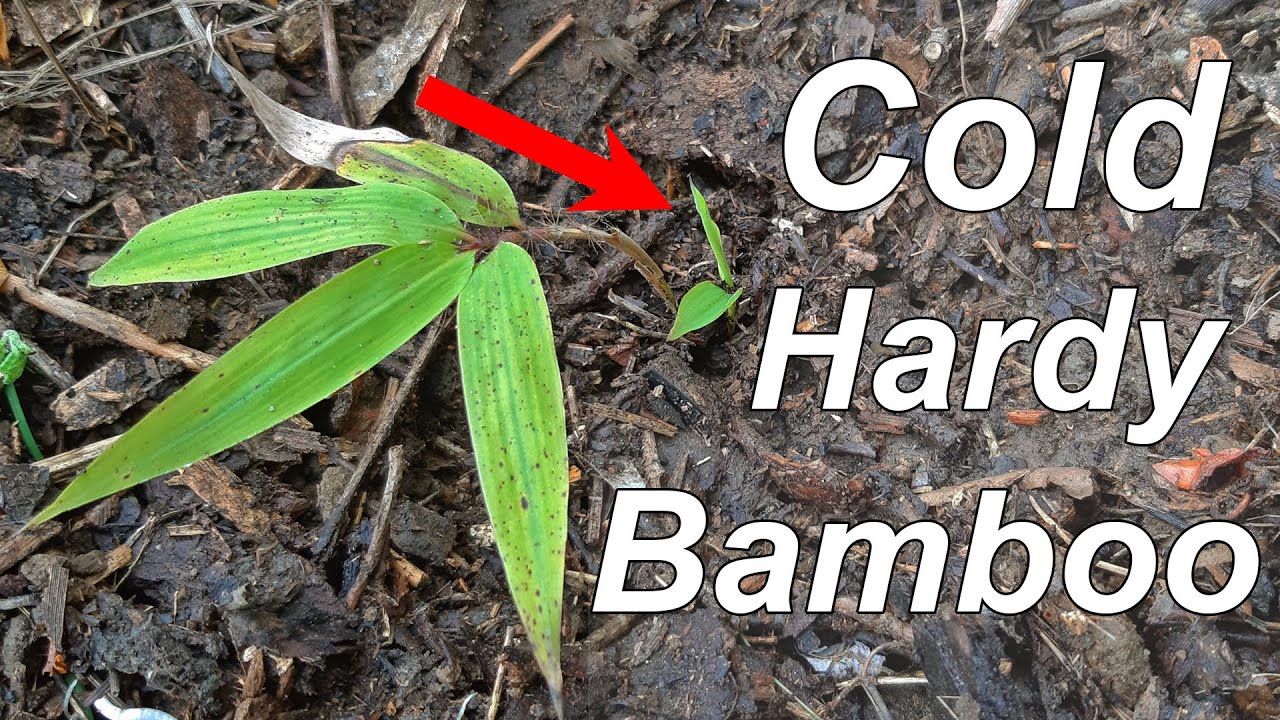 My Mosso Bamboo resisted winter + Update