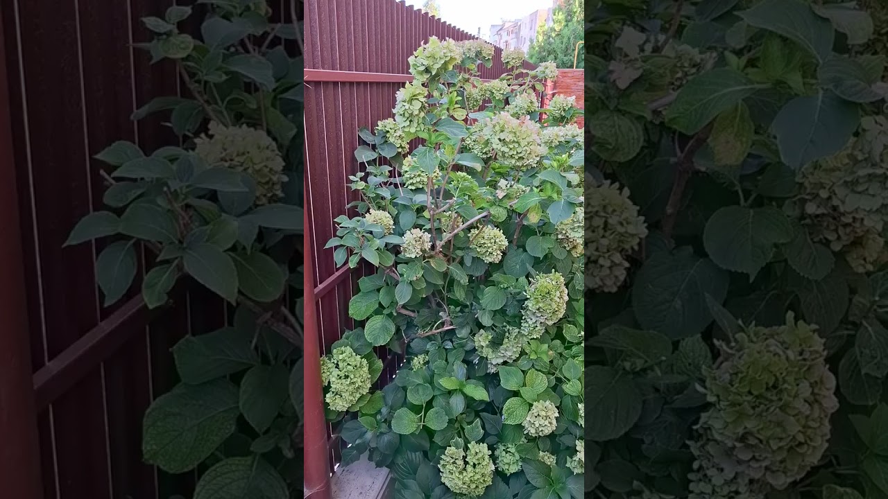 R&acirc;mnicu Sarat &icirc;n picioarele goale