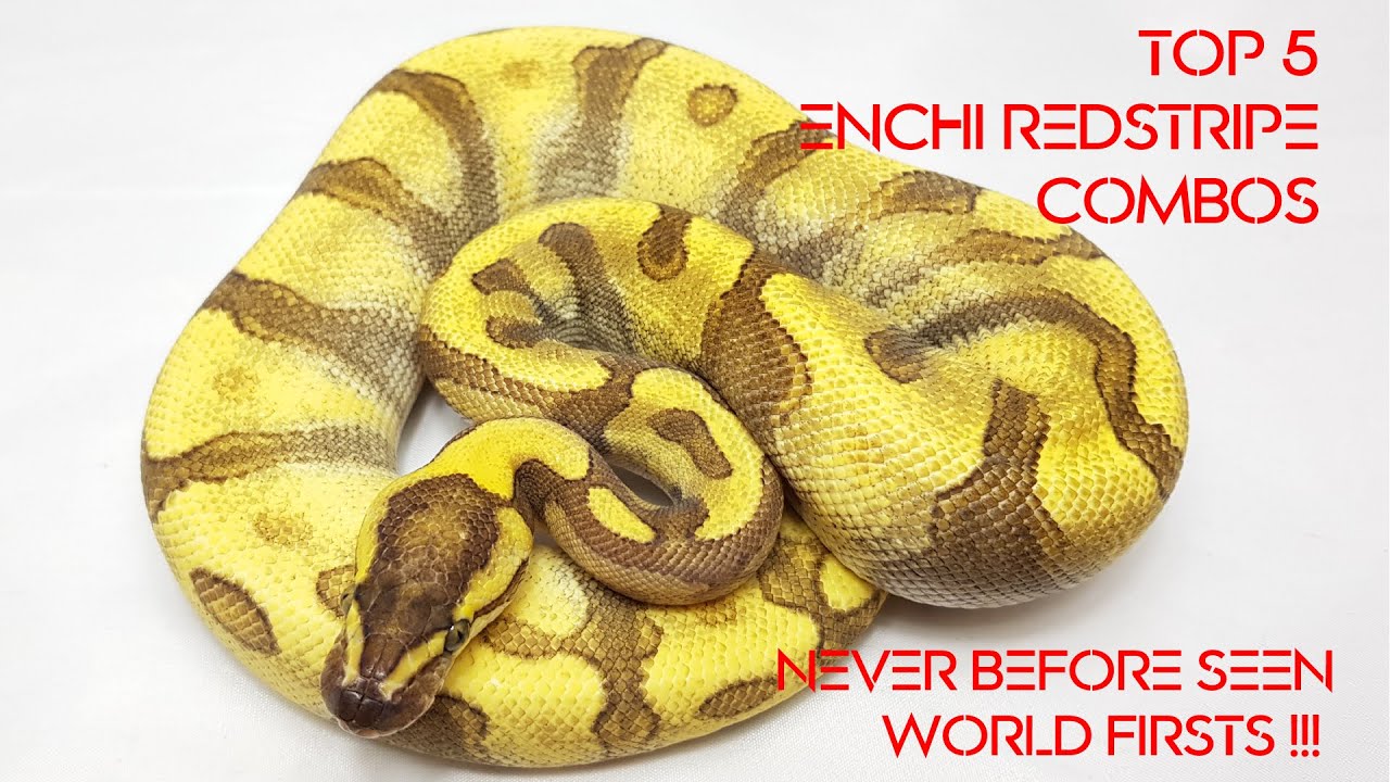 Our top 5 Enchi Red Stripe combos (including never before seen world firsts)!