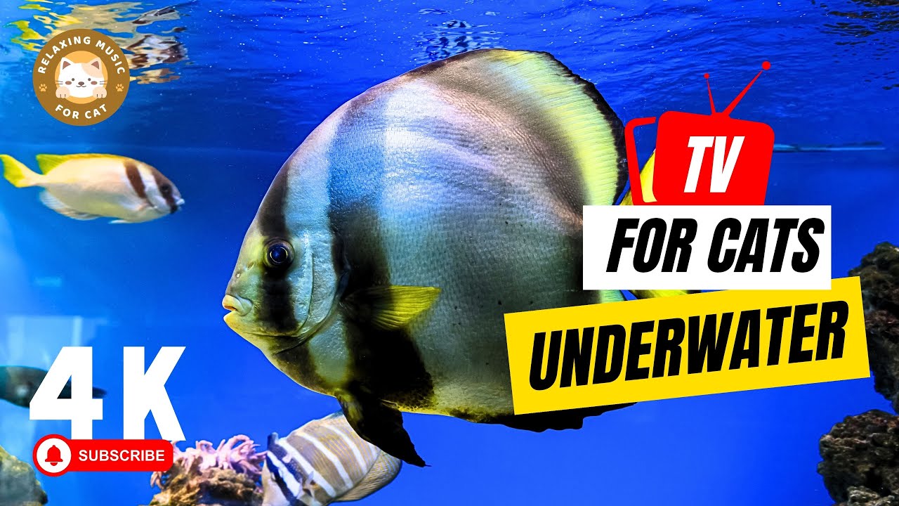 TV for Cats: Dive into Underwater Videos for Feline Friends 🐟 Relaxing Music for Cat