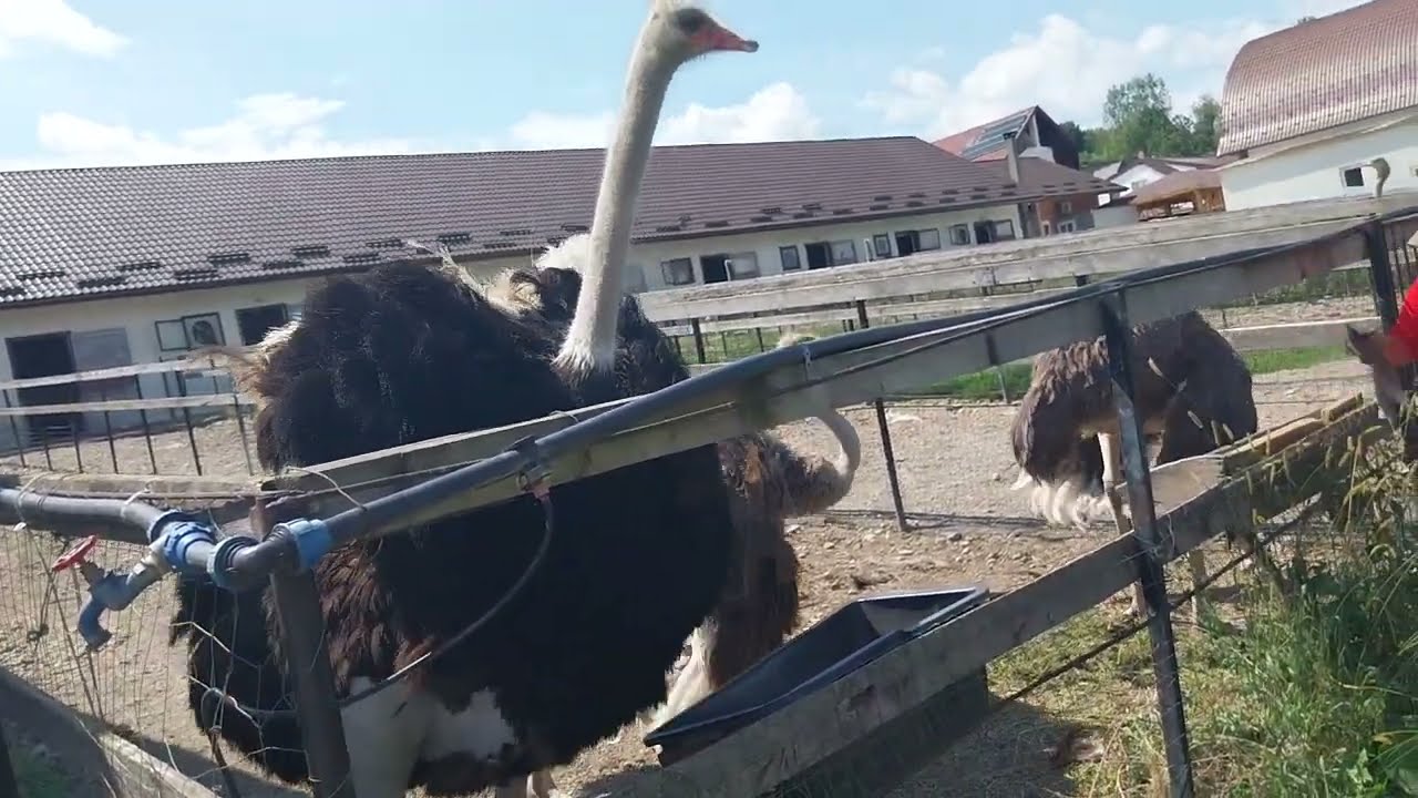 CRESTEREA STRUTILOR AFACERE RENTABILA  FERMA D-NEI MARIANA
