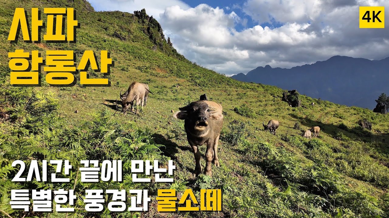 🇻🇳Vietnam 사파 여행 - Day1 👩함롱산 트래킹 2시간! 물소떼와 만난 특별한 산책