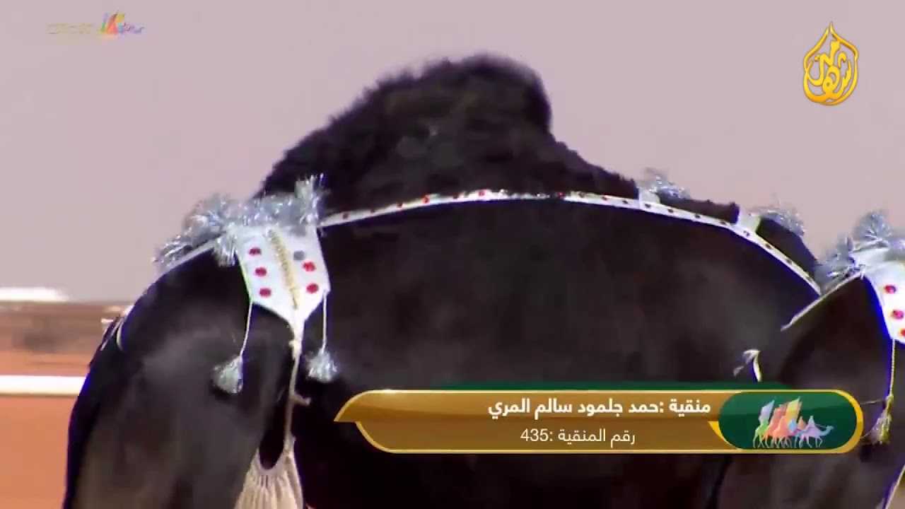 استعراض منقية حمد المري فئة ال 20 - المجاهيم