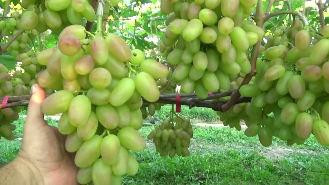 Преображение как всегда на высоте!