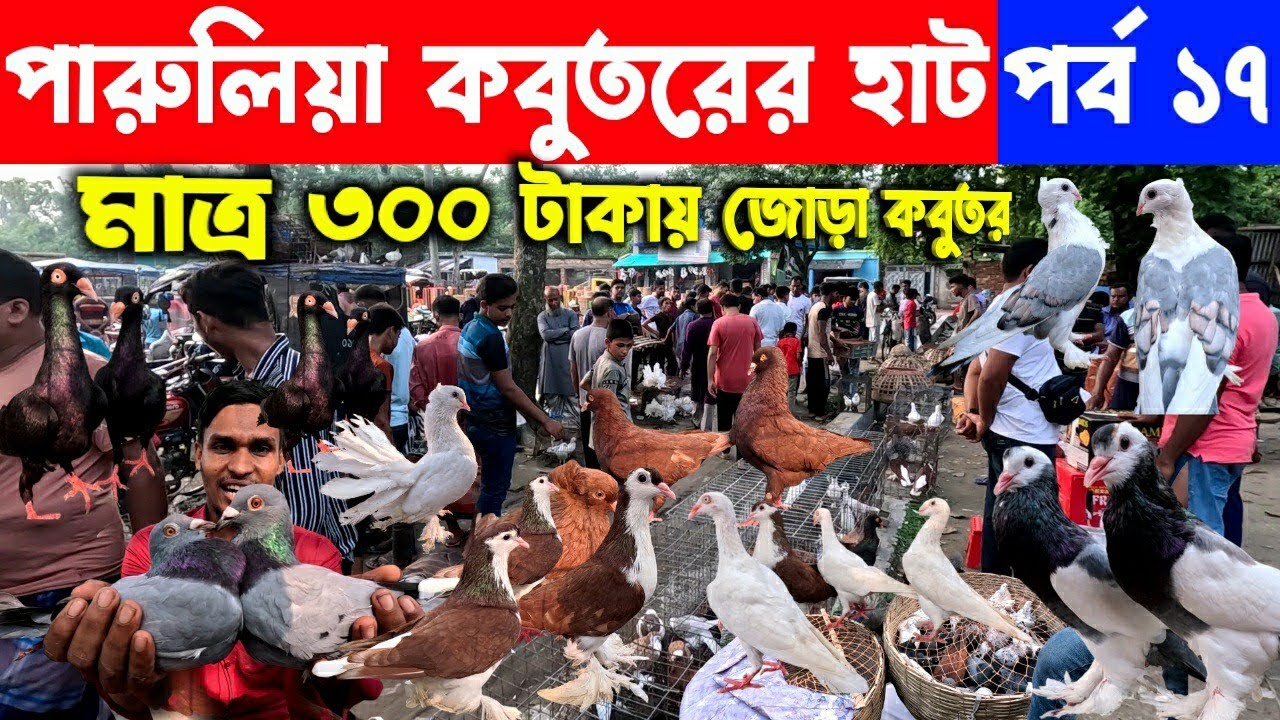মাত্র ৩০০ টাকা জোড়া কবুতর | kobutor hat 2024 | pigeon market in bangladesh | paruliya kobutor hat