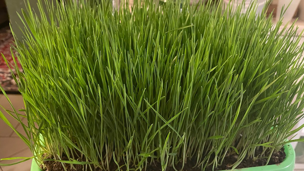 #second cutting # wheatgrass juice # guys 🙏🙌🙌🙌